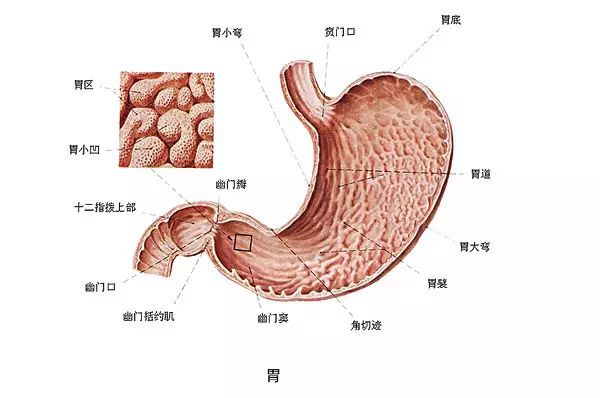 山西肛泰肛肠医院：慢性胃炎反复发作怎么办，你知道吗？